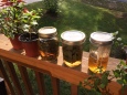herb-infused-honey-vinegars